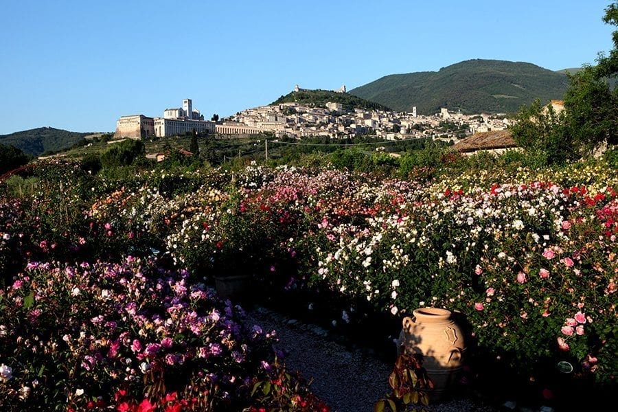 assisi dal roseto